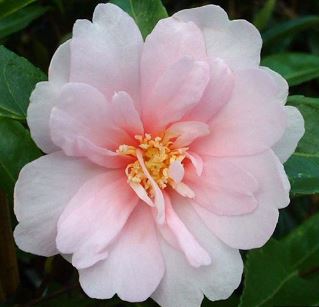 Sasanqua Camellia, Autumn Camellia Jean May