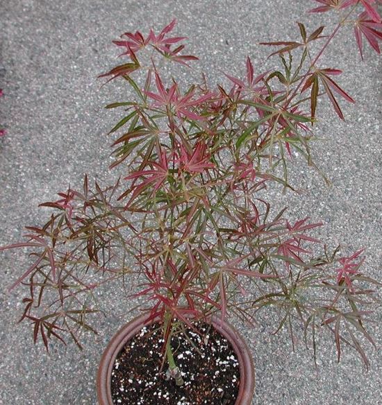Acer, Japanese Maple Red Pygmy