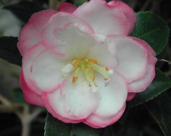 Sasanqua Camellia, Autumn Camellia Leslie Ann