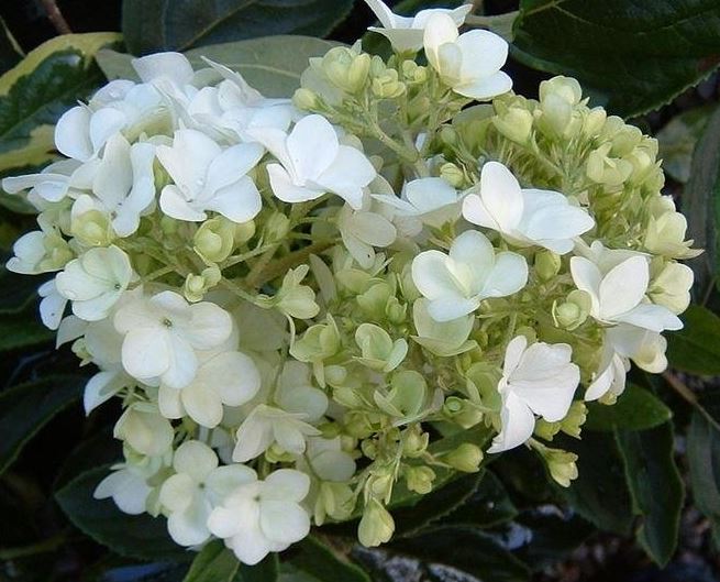 Viburnum Species, Chinese Snowball Bush