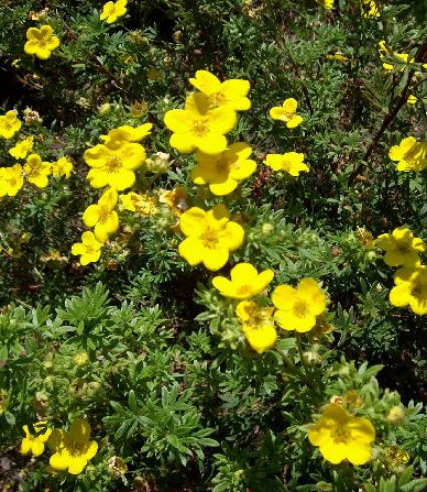 Dasiphora, Shrubby Cinquefoil Tangerine