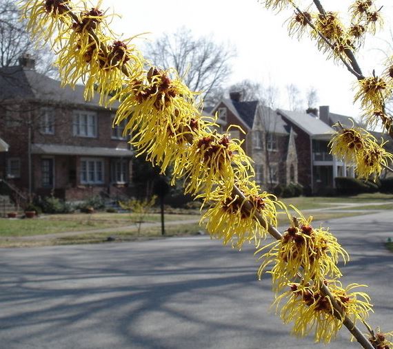 Hamamelis, Witch Hazel Barmstedt Gold