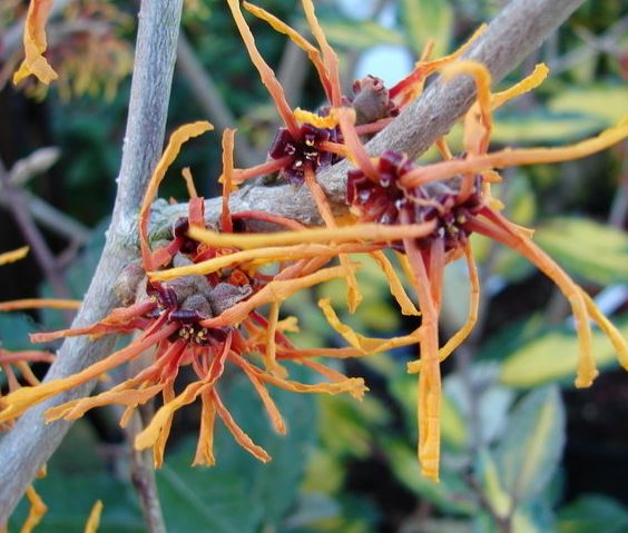 Hamamelis, Witch Hazel Aphrodite