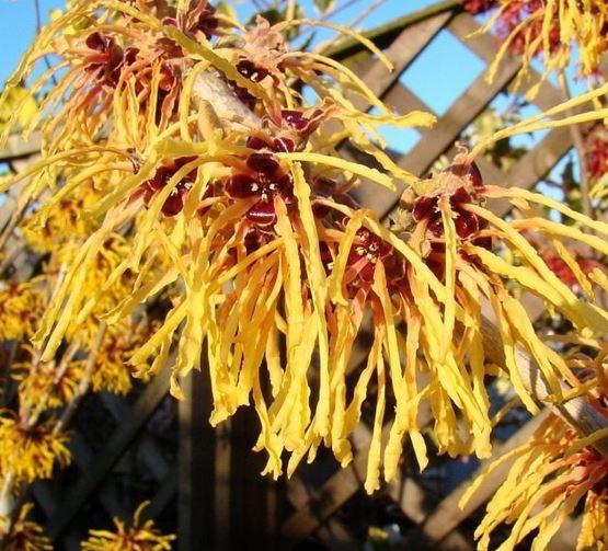 Hamamelis, Witch Hazel Aurora