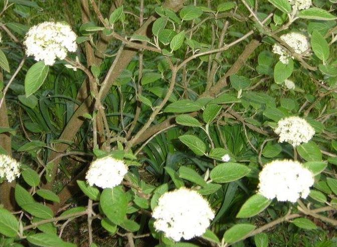 Viburnum, Wayfaringtree Mohican