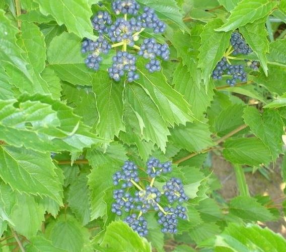 Viburnum, Southern Arrowwood, Roughish Arrowwood Chicago Lustre