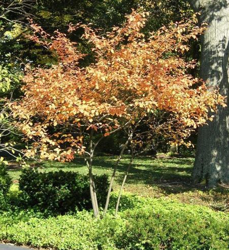 Apple Serviceberry