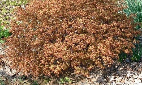 Japanese Maple Kiyohime