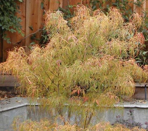 Japanese Maple Koto no ito