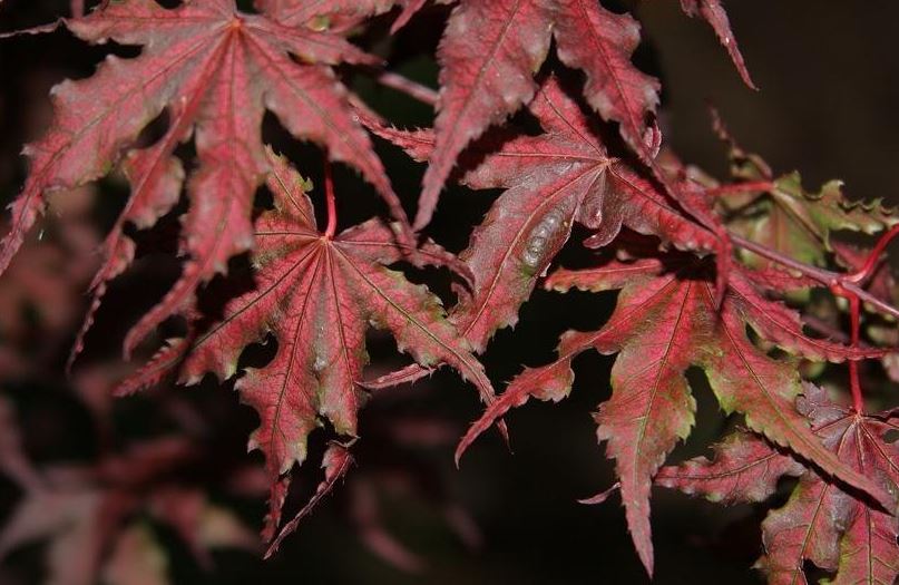Acer, Japanese Maple Purple Ghost