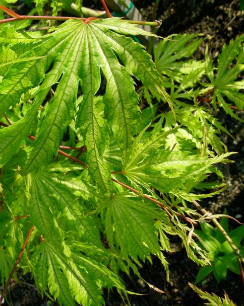 Japanese Maple Tiger Rose