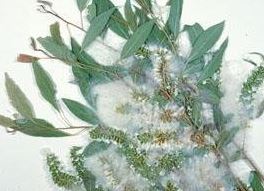 Peachleaf Willow