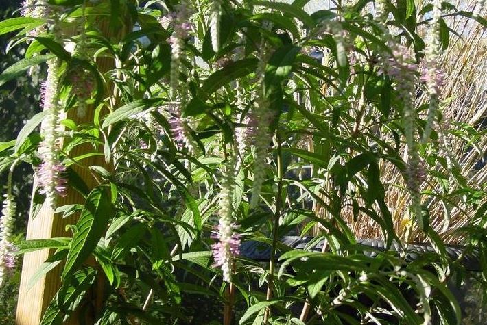 Weeping Buddleja