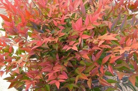 Nandina, Heavenly Bamboo Gulf Stream
