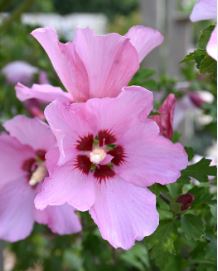 Hibiscus, Rose of Sharon, Shrub Althea Rose Satin