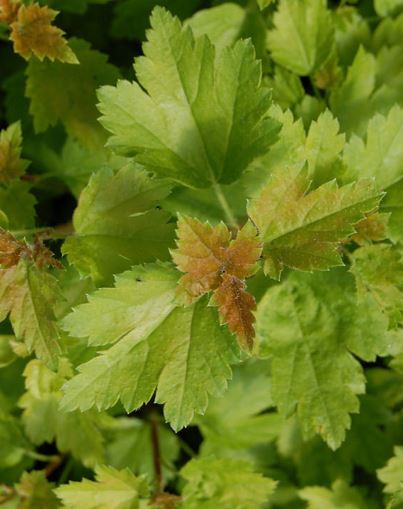 Alpine Currant