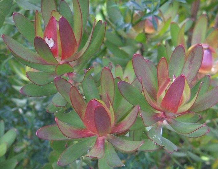 Leucadendron, Cone Bush, Sunshine Conebush, Sunshine Protea Safari Sunset
