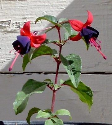 Fuchsia Lord Byron