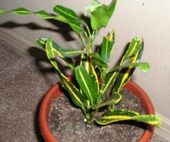 Banana Croton Banana