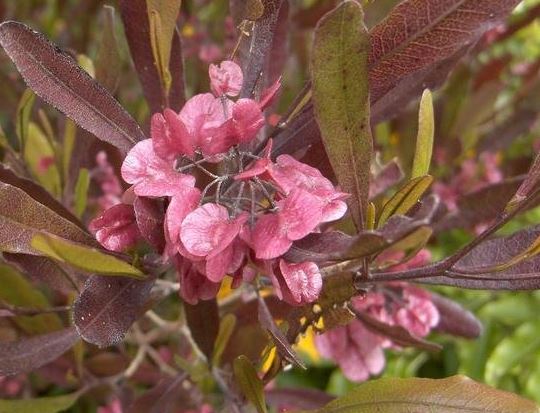 Dodonaea, Red Hopbush Purpurea