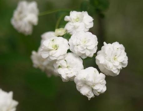 Spiraea, Bridalwreath Spirea Floreplena