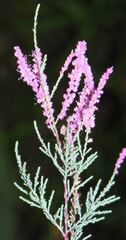 Saltcedar, Salt Cedar 'Rosea'