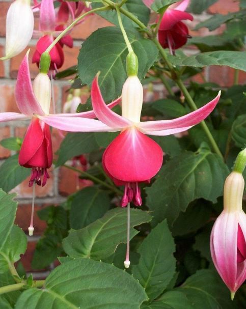 Fuchsia Celia Smedley