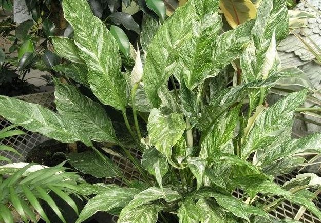 Spathiphyllum Species, Peace Lily, Variegated Peace Lily Domino