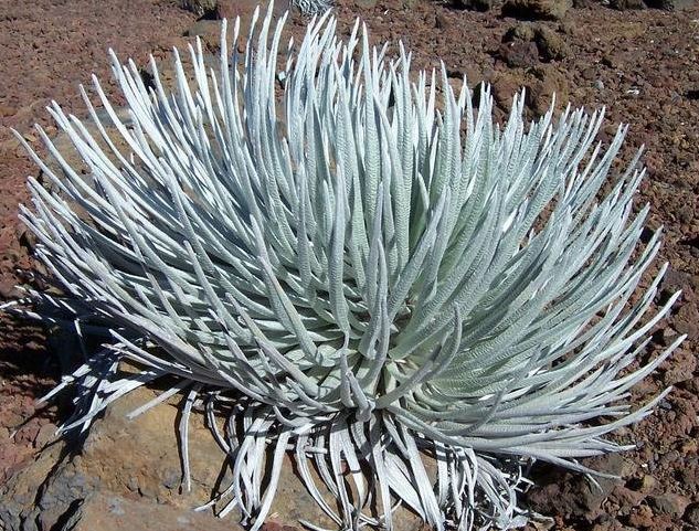 Argyroxiphium Species, Ahinahina, Haleakala Silversword