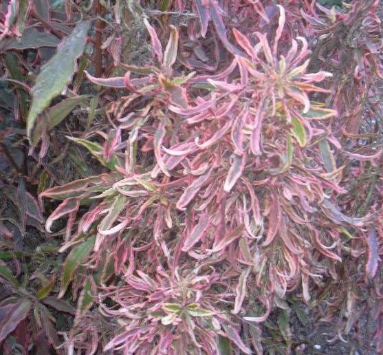 Acalypha, Lance Copperleaf, Copper Leaf, Jacobs Coat Firestorm