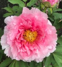 Paeonia, Tree Peony Hana-Kisoi