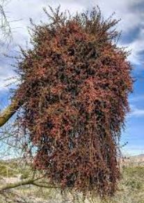 Phoradendron Species, California Mesquite Mistletoe, Desert Mistletoe