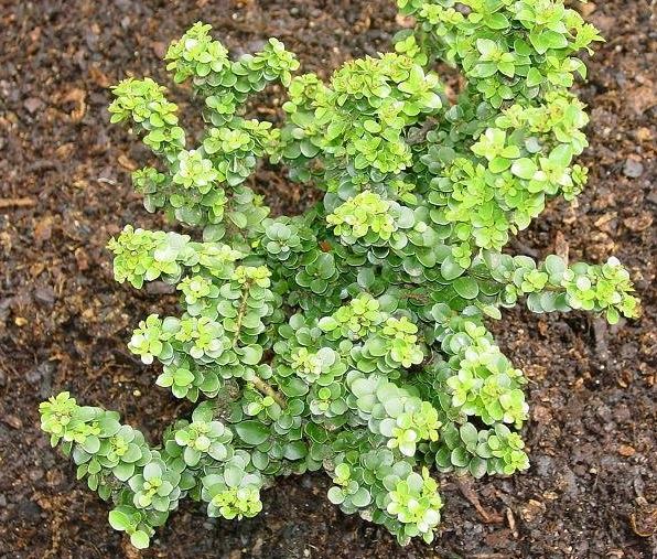 Ilex, Japanese Holly, Boxleaf Holly, Box-leaved Holly Dwarf Pagoda