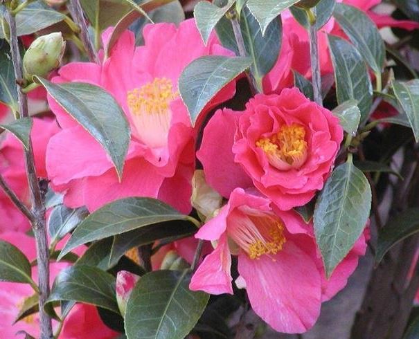 Camellia, Hybrid Camellia Coral Delight