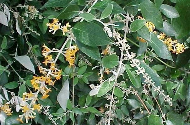 Buddleja Species, Madagascar Butterfly Bush, Smoke Bush