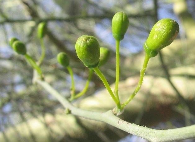 Cercidium Species, Blue Palo Verde