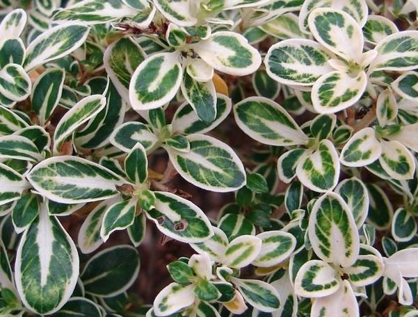 Ehretia Species, Fukien Tea