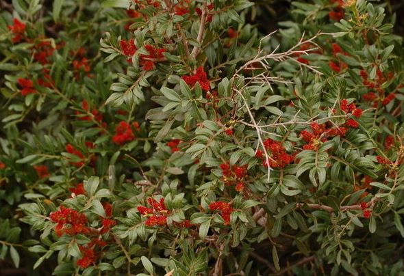 Mastic Tree