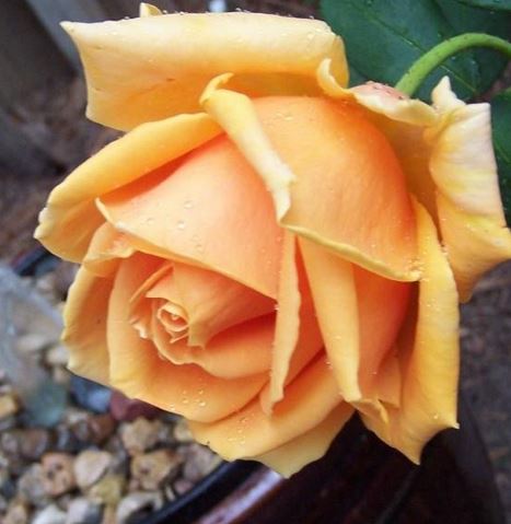 Hybrid Tea Rose Oldtimer