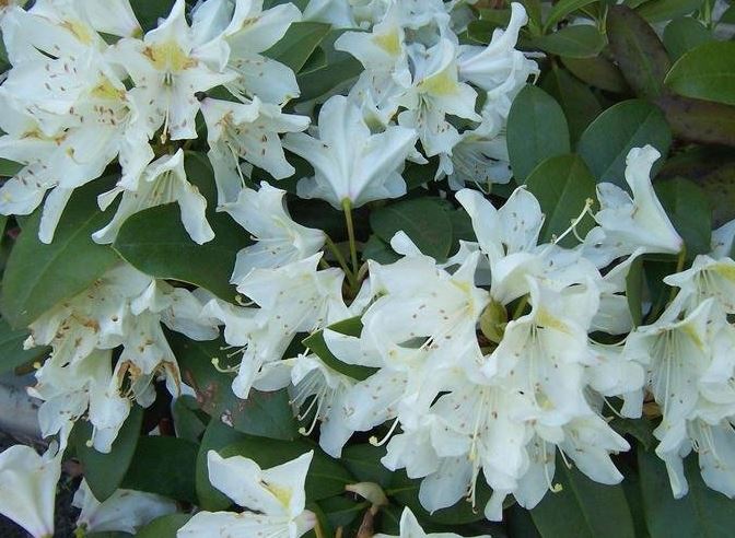 Rhododendron Cunninghams White