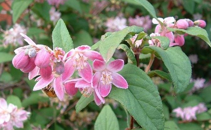 Pink Deutzia Magicien