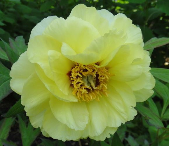 Hybrid Lutea, Tree Peony Chromatella