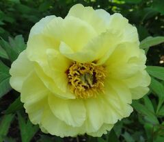Hybrid Lutea, Tree Peony 'Chromatella'