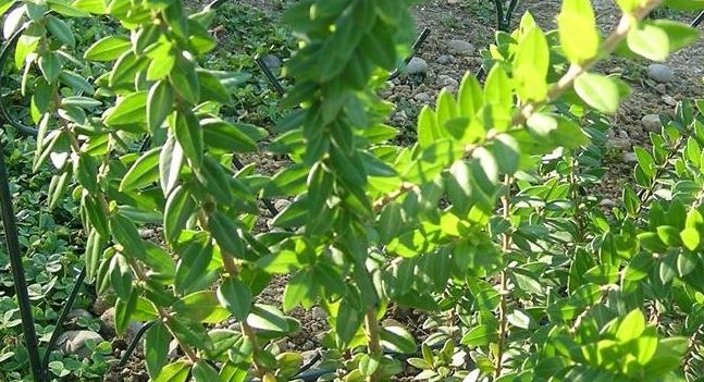 Myrtus Species, Small Leaved Myrtle