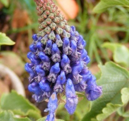 Pycnostachys, Hedgehog Sage