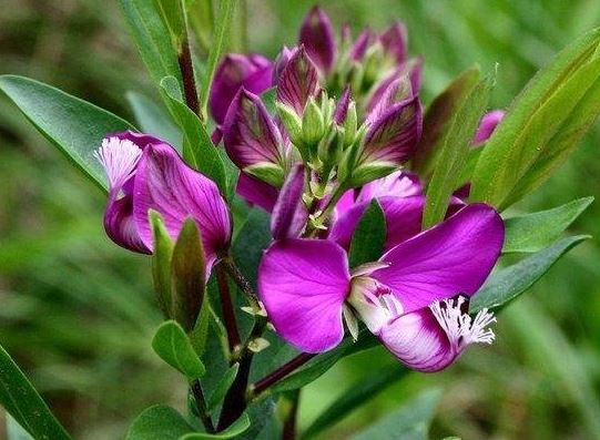 Polygala, Sweet Pea Bush Grandiflora