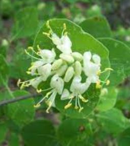 Lonicera Species, Western White Honeysuckle, White Limestone Honeysuckle