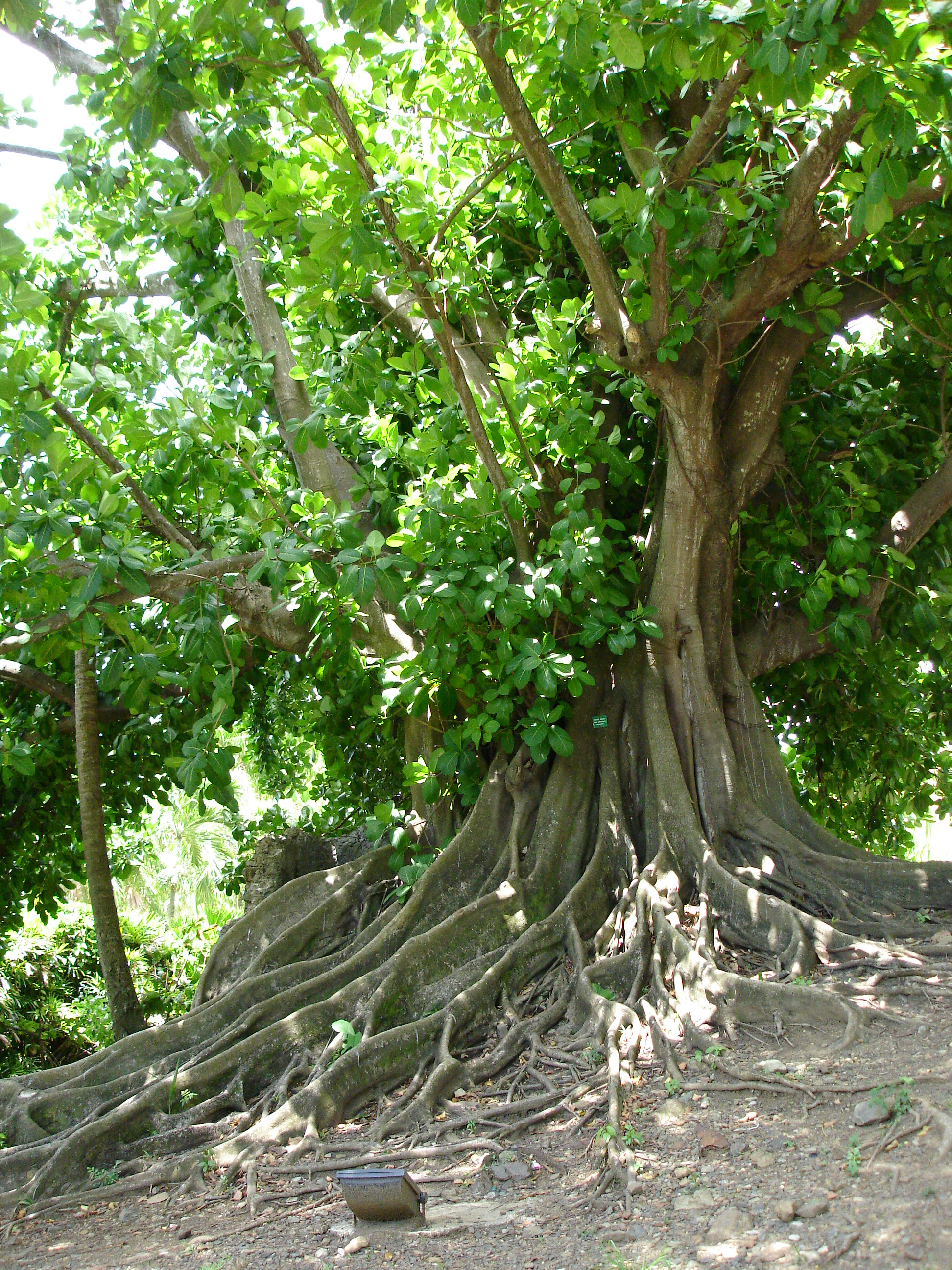 Shortleaf Fig, Wild Banyan Tree
