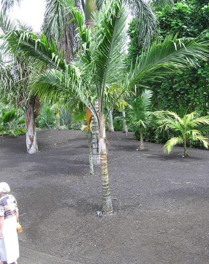 Syagrus Species, Moca Palm, Overtop Palm