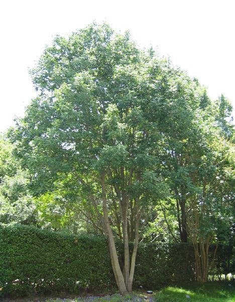 Texas Ash